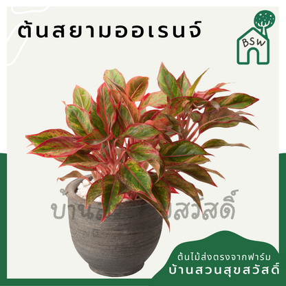 ทรัพย์สีทอง (Aglaonema) ไม้มงคลเรียกทรัพย์ในกระถาง 5-6 นิ้ว