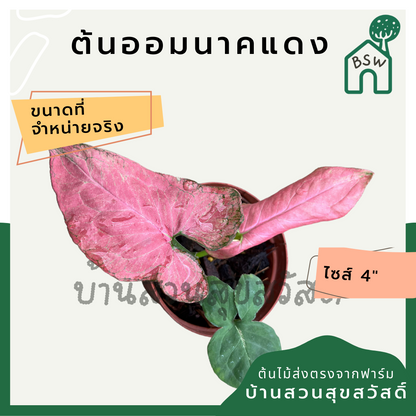 ออมนาคแดง กระถาง 4 นิ้ว syngonium สีสวยหวาน
