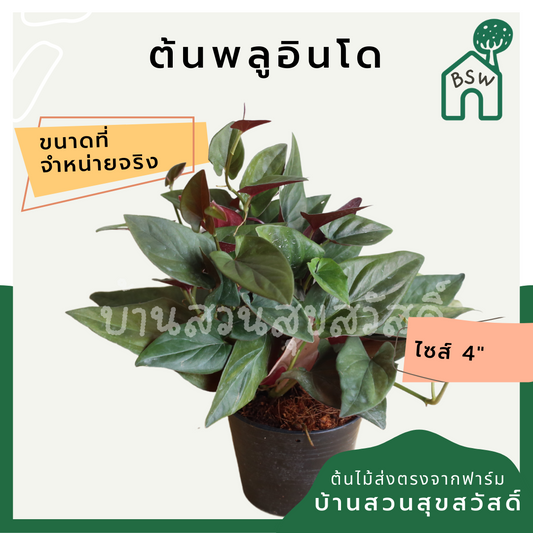 พลูอินโด (Scindapsus Pictus) ไม้เลื้อยฟอกอากาศยอดนิยมในกระถาง