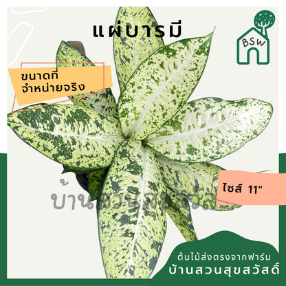 แผ่บารมี กระถาง 11 นิ้ว อโกลนีมา ด่างแบบโดดเด่น aglaonema ไม้แรร์