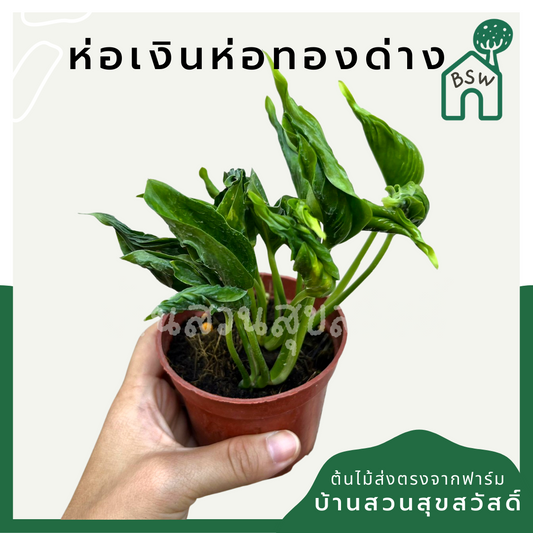 ต้นห่อเงินห่อทอง
