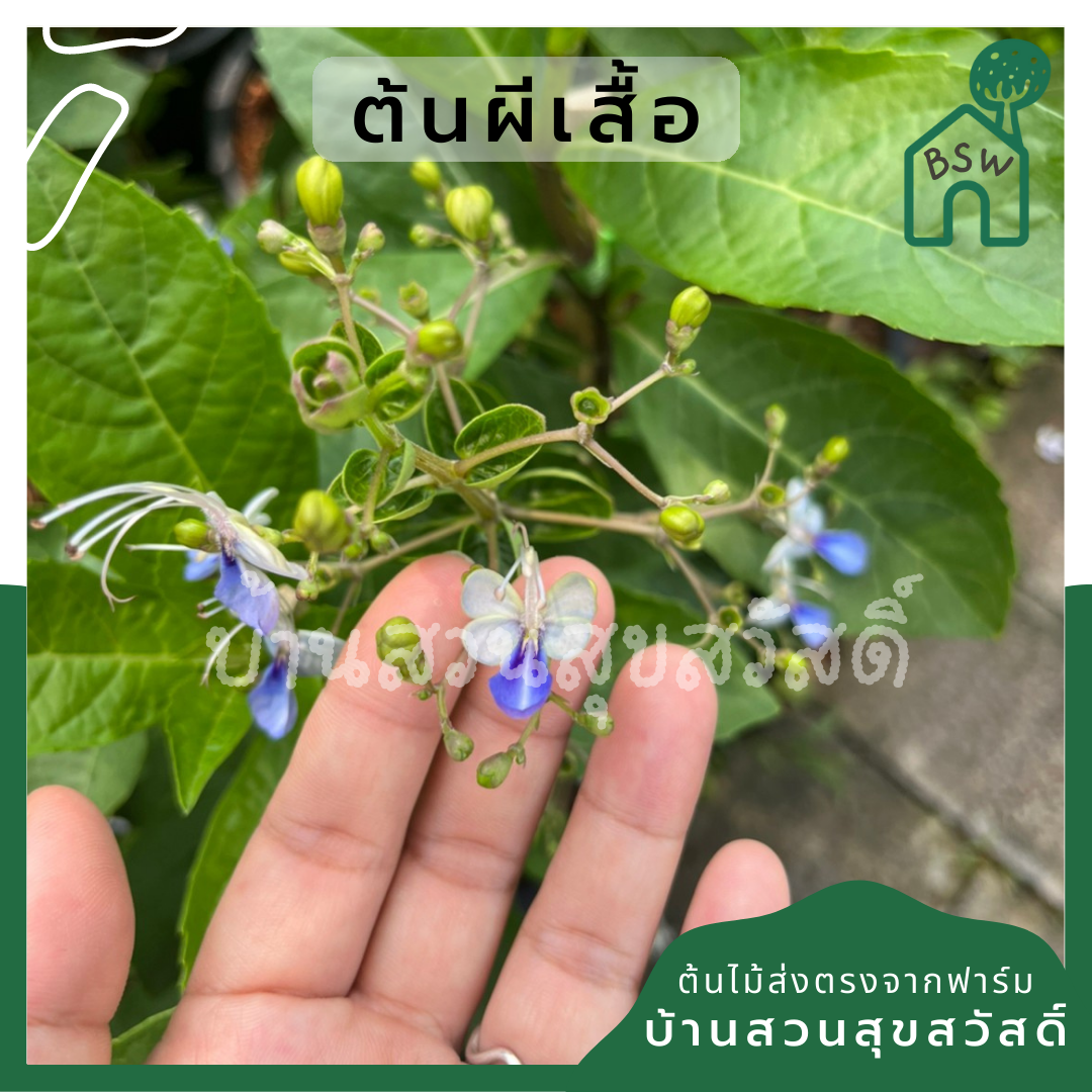 ต้นผีเสื้อ กระถาง 11 นิ้ว ไม้แดด ต้นใหญ่สวยมาก ออกดอกตลอดปี