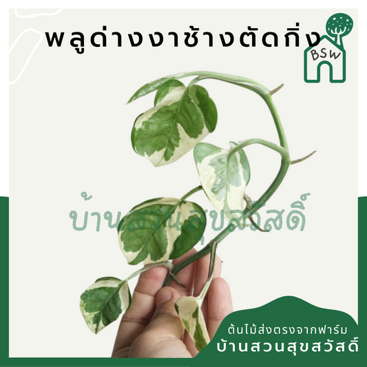 พลูด่าง (Epipremnum Aureum) ไม้ตัดกิ่งราคาย่อมเยา