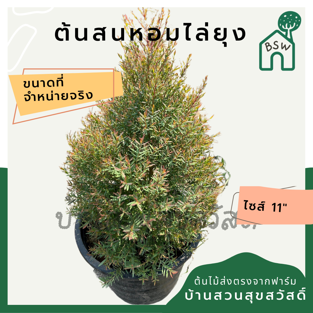 ต้นสนหอม กระถาง 11 นิ้วมีกลิ่นหอม
