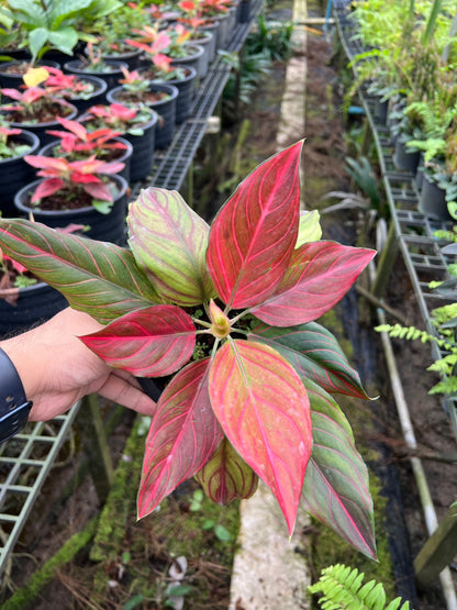 ขันหมากราชาแดง (Aglaonema red vein)
