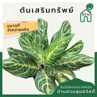 เสริมทรัพย์ (Aglaonema 'Serm Sap') ไม้มงคลในกระถาง 11 นิ้ว
