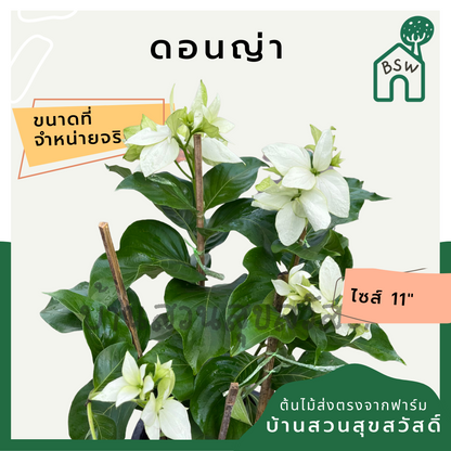 ดอนญ่า (Mussaenda Philippica) ไม้ดอกสวยในกระถาง 11 นิ้ว