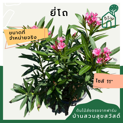 ยี่โถ ต้นยี่โถ กระถาง 11 นิ้ว ไม้แดด ต้นใหญ่สวยมาก ออกดอกตลอดปี