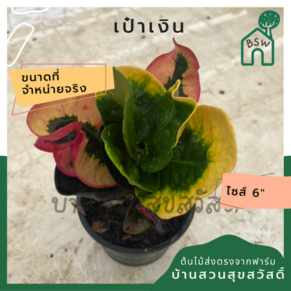 ต้นโกสน เป๋าเงิน พร้อมกระถาง 6 นิ้ว