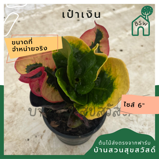 ต้นโกสน เป๋าเงิน พร้อมกระถาง 6 นิ้ว