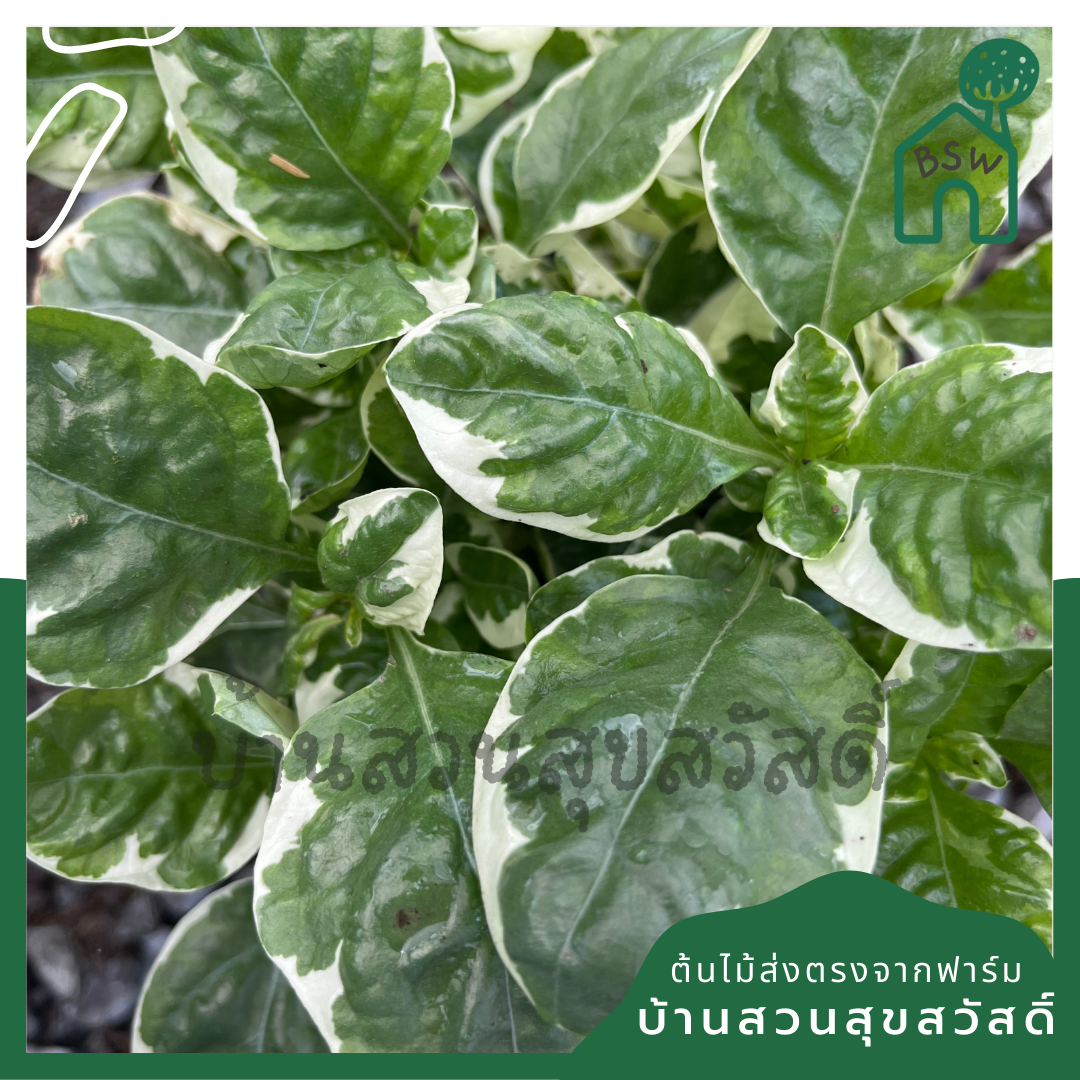 เกล็ดแก้ว (Polyscias Balfouriana 'Marginata') ไม้แดดจัดในกระถาง 5-6 นิ้ว