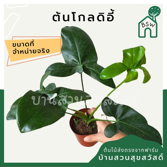 โกลดิอี้ (Philodendron Goldii) ไม้ใบสวยในกระถางพร้อมตั้ง