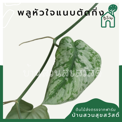 พลูด่าง (Epipremnum Aureum) ไม้ตัดกิ่งราคาย่อมเยา