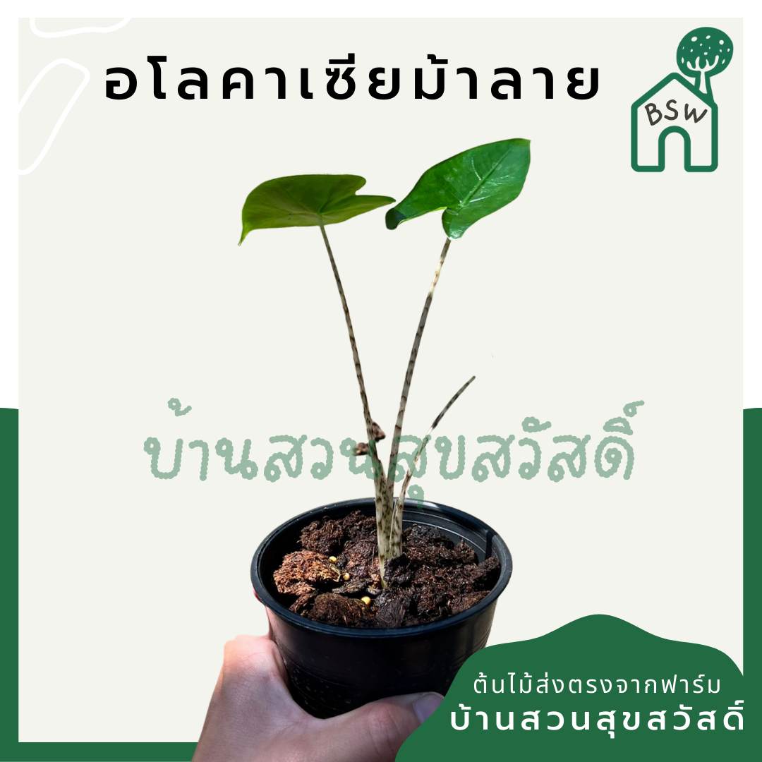 อโลคาเซียม้าลาย (Alocasia Zebrina) ไม้ใบสวยในกระถาง 5 นิ้ว