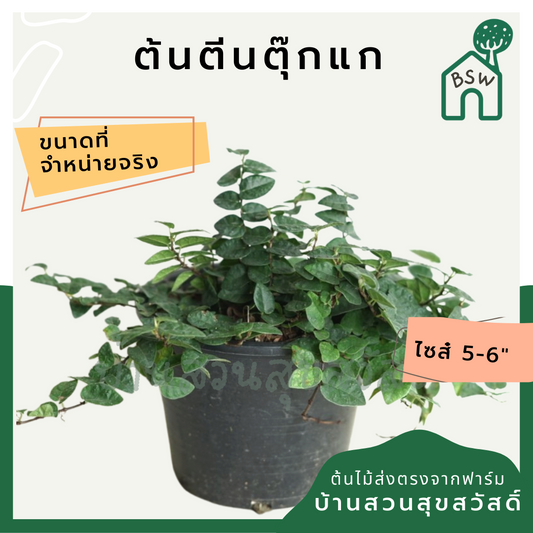 ตีนตุ๊กแก (Ficus Pumila) ไม้เลื้อยเกาะผนังในกระถางพร้อมตั้ง