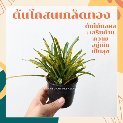 ต้นโกสนเกล็ดทอง ในกระถาง 3 นิ้ว พร้อมตั้ง ต้นไม้มงคล