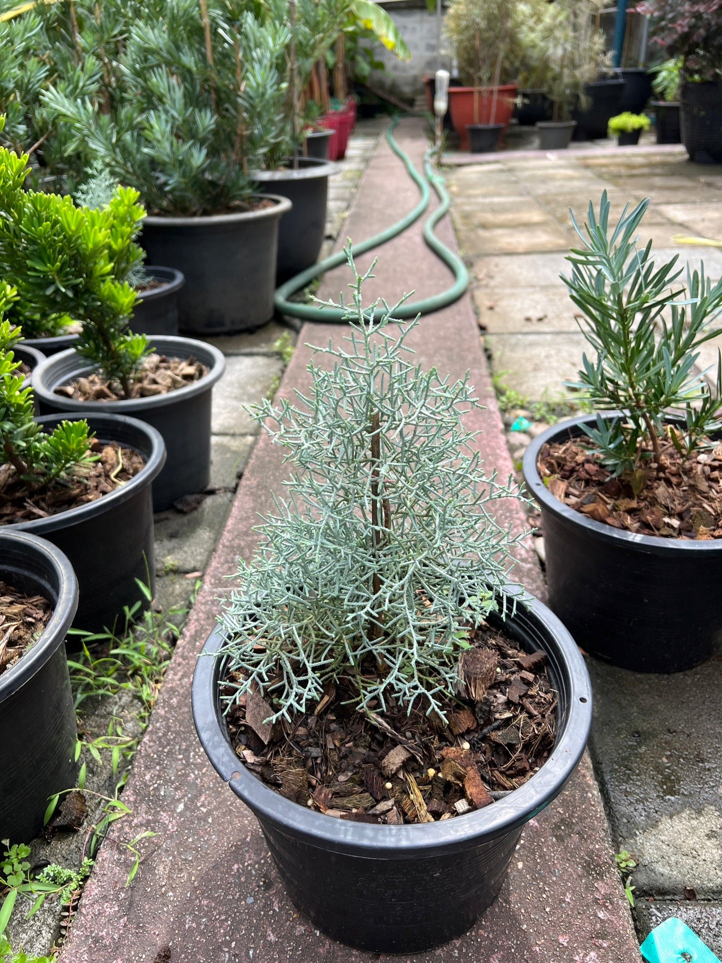 ต้นสนบลูไอซ์ (Blueice Cypress) ส่งพร้อมกระถาง 8 นิ้ว ฟอร์มสวย