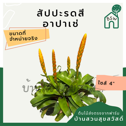ต้นสัปปะรดสี สัปปะรดดอก มาในกระถาง 4 นิ้ว พร้อมตั้ง