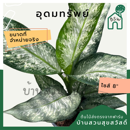 อุดมทรัพย์ กระถาง 8 นิ้ว ต้นใหญ่ ต้นอุดมทรัพย์ ต้นไม้มงคล มาในกระถางพร้อมตั้ง