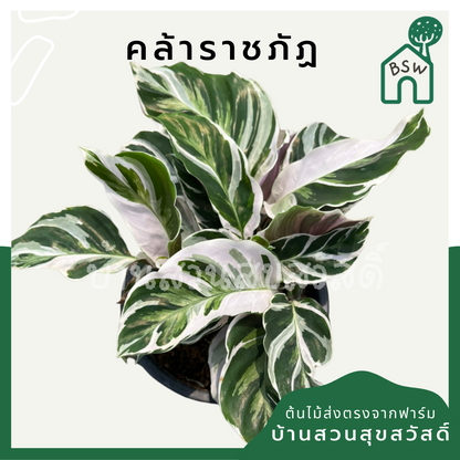 ต้นคล้า ราชภัฎ ส่งพร้อมกระถาง 5-6 นิ้ว ลายสวยหายาก