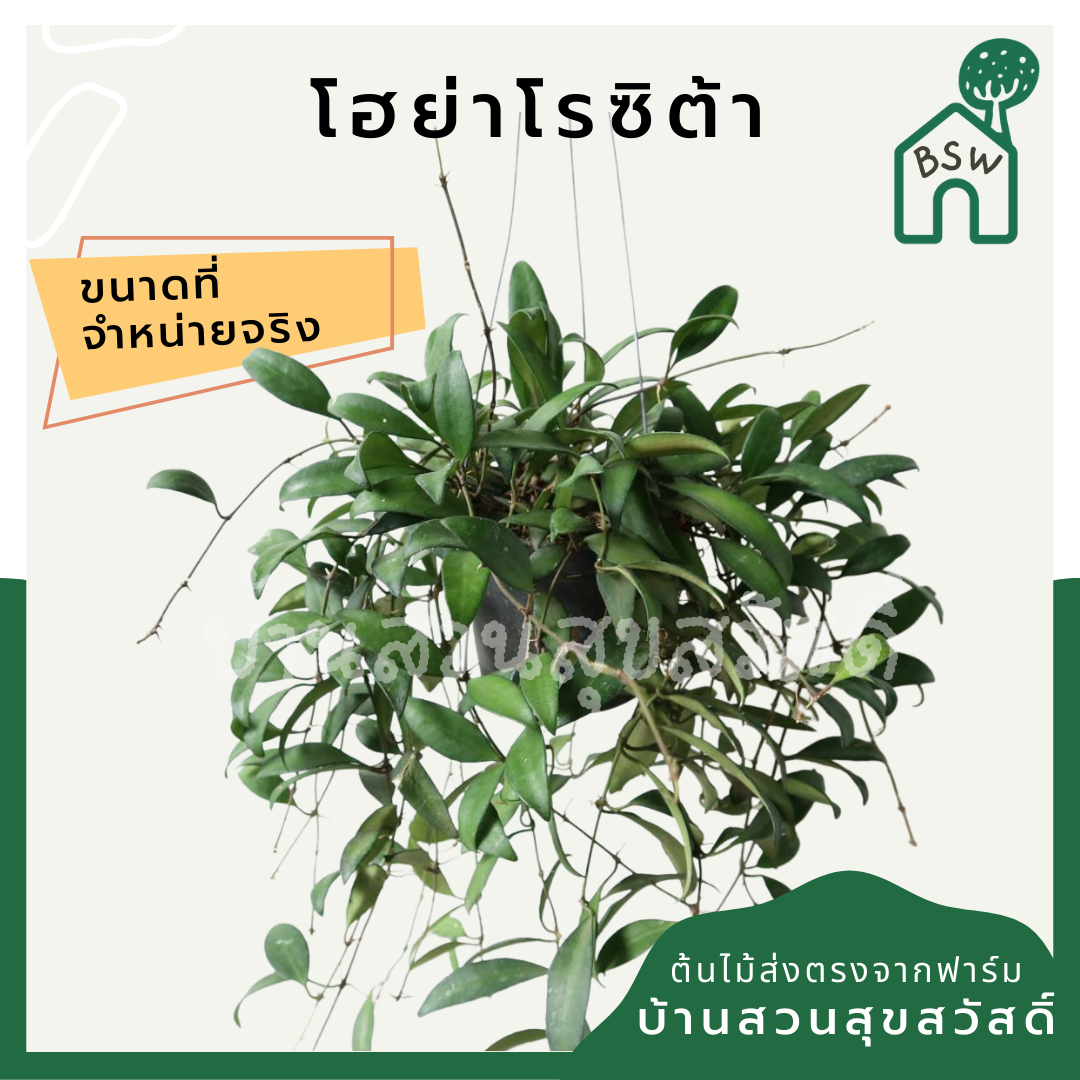 โฮย่าโรซิต้า (Hoya Rosita) ไม้แขวนในกระถาง 4 นิ้ว