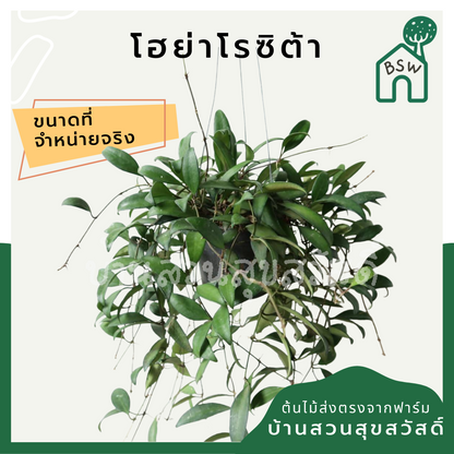 โฮย่าโรซิต้า (Hoya Rosita) ไม้แขวนในกระถาง 4 นิ้ว