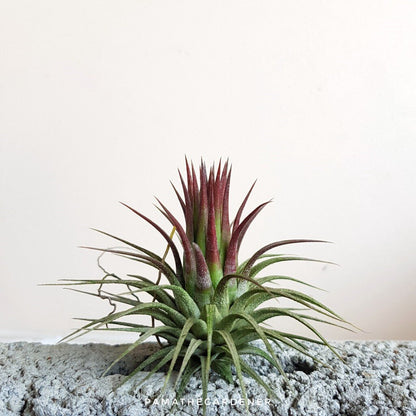 ทิลแลนเซียต้นทรงดอกบัว Tillansia ionantha druid *ปกติใบเป็นสีเขียว