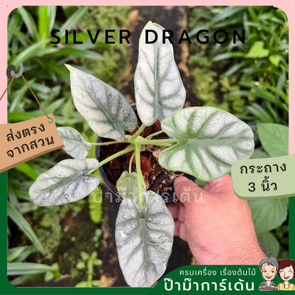 Alocasia variegated Alocasia Silver Dragon Black Velvet Dragon Scale ต้นอโลคาเซียด่าง