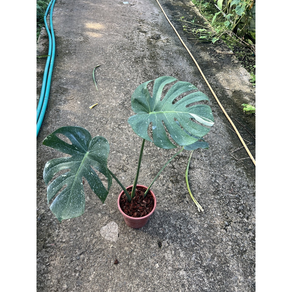 ต้นมอนสเตอร่า ไทยคอนด่าง Monstera Thai Constellation Variegated ใบสวย [เลือกต้นก่อนสั่ง] update 29/12/2564