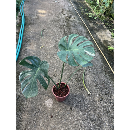 ต้นมอนสเตอร่า ไทยคอนด่าง Monstera Thai Constellation Variegated ใบสวย [เลือกต้นก่อนสั่ง] update 29/12/2564