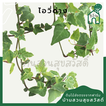 ต้นไอวี่ด่าง กระถาง 3 นิ้ว