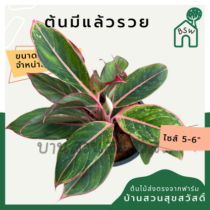 มีแล้วรวย กระถาง 5-6 นิ้ว ต้นมีแล้วรวย อโกลนีมา ด่างแบบโดดเด่น aglaonema