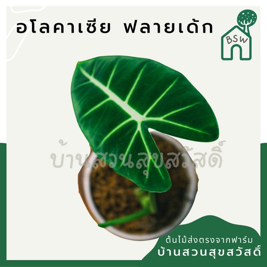 อโลคาเซีย ฟรายเด็ก (Alocasia Frydek) ใบกำมะหยี่ในกระถาง 4 นิ้ว	1. ชื่อภาษาไทย: อโลคาเซีย ฟรายเด็ก<br>2. ชื่อภาษาอังกฤษ: Alocasia Frydek<br>3. ชื่อวงศ์: Araceae (วงศ์บอน)<br>4. คำอธิบายต้นไม้: อโลคาเซีย ฟรายเด็ก เป็นไม้ประดับที่มีใบสีเขียวเข้มและมี