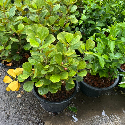 สาลิกาลิ้นทอง (Ficus Annulata 'Variegata') ไม้มงคลในกระถาง 11 นิ้ว