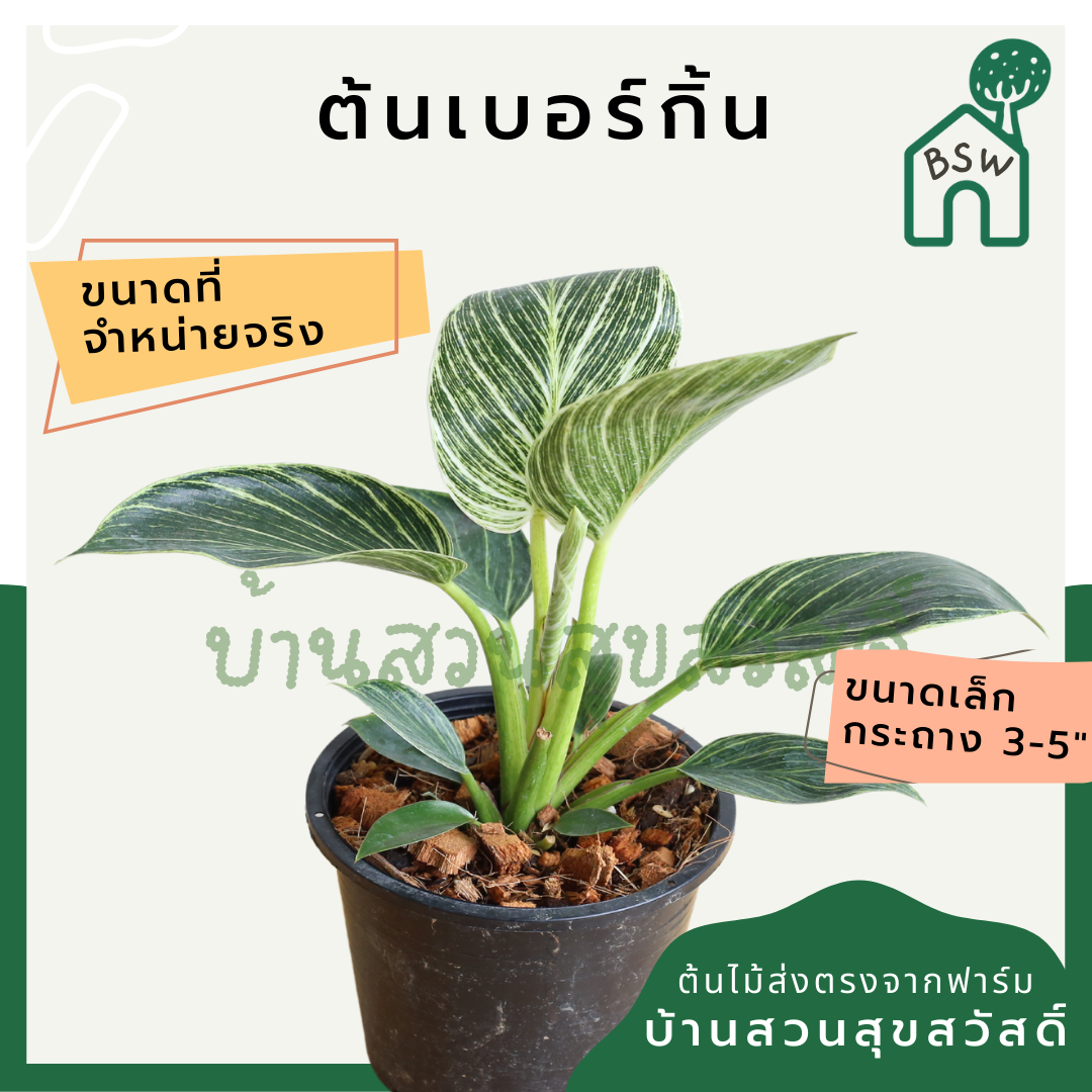 เบอร์กิ้น ฟิโลเดนดรอน เบอร์กิ้น มาในกระถางพร้อมตั้ง philodendron birkin