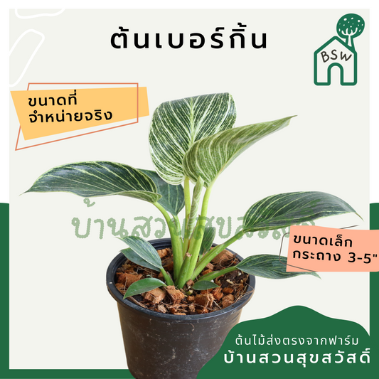 เบอร์กิ้น ฟิโลเดนดรอน เบอร์กิ้น มาในกระถางพร้อมตั้ง philodendron birkin