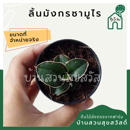 ลิ้นมังกรซามูไร (Sansevieria Ehrebergii) ไม้ฟอกอากาศในกระถาง