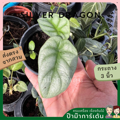 Alocasia variegated Alocasia Silver Dragon Black Velvet Dragon Scale ต้นอโลคาเซียด่าง