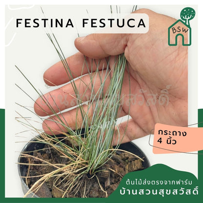 หญ้า Festina festuca 4 นิ้ว - Pamathegardener