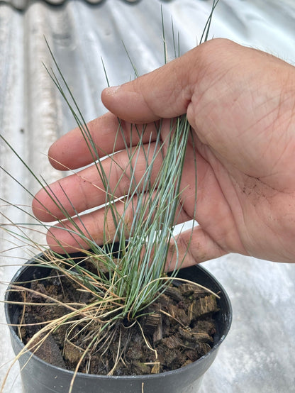 หญ้า Festina festuca 4 นิ้ว - Pamathegardener