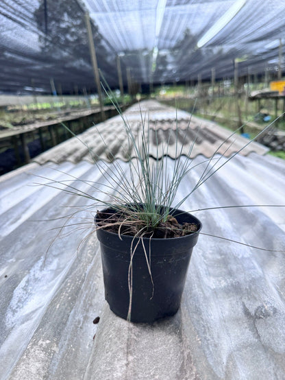 หญ้า Festina festuca 4 นิ้ว - Pamathegardener