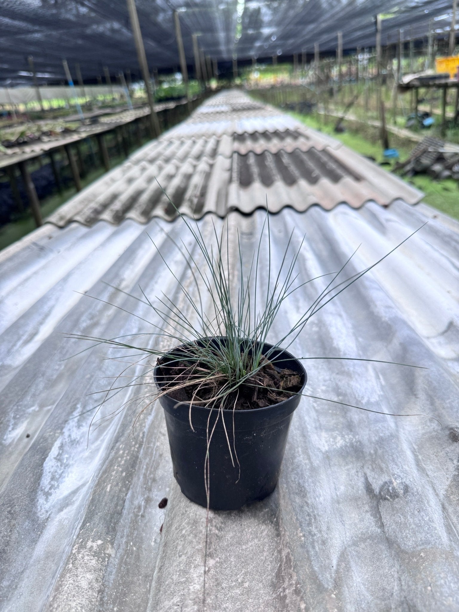 หญ้า Festina festuca 4 นิ้ว - Pamathegardener