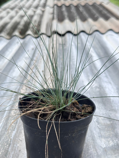 หญ้า Festina festuca 4 นิ้ว - Pamathegardener