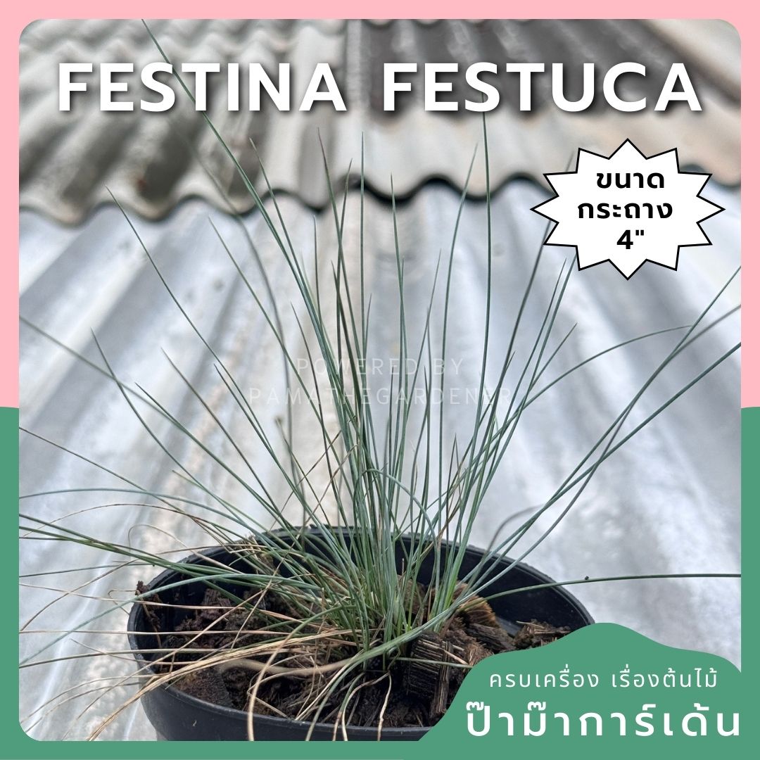 หญ้า Festina festuca 4 นิ้ว - Pamathegardener