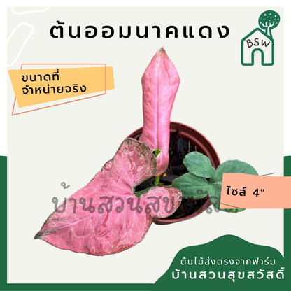 ออมนาคแดง กระถาง 4 นิ้ว syngonium สีสวยหวาน