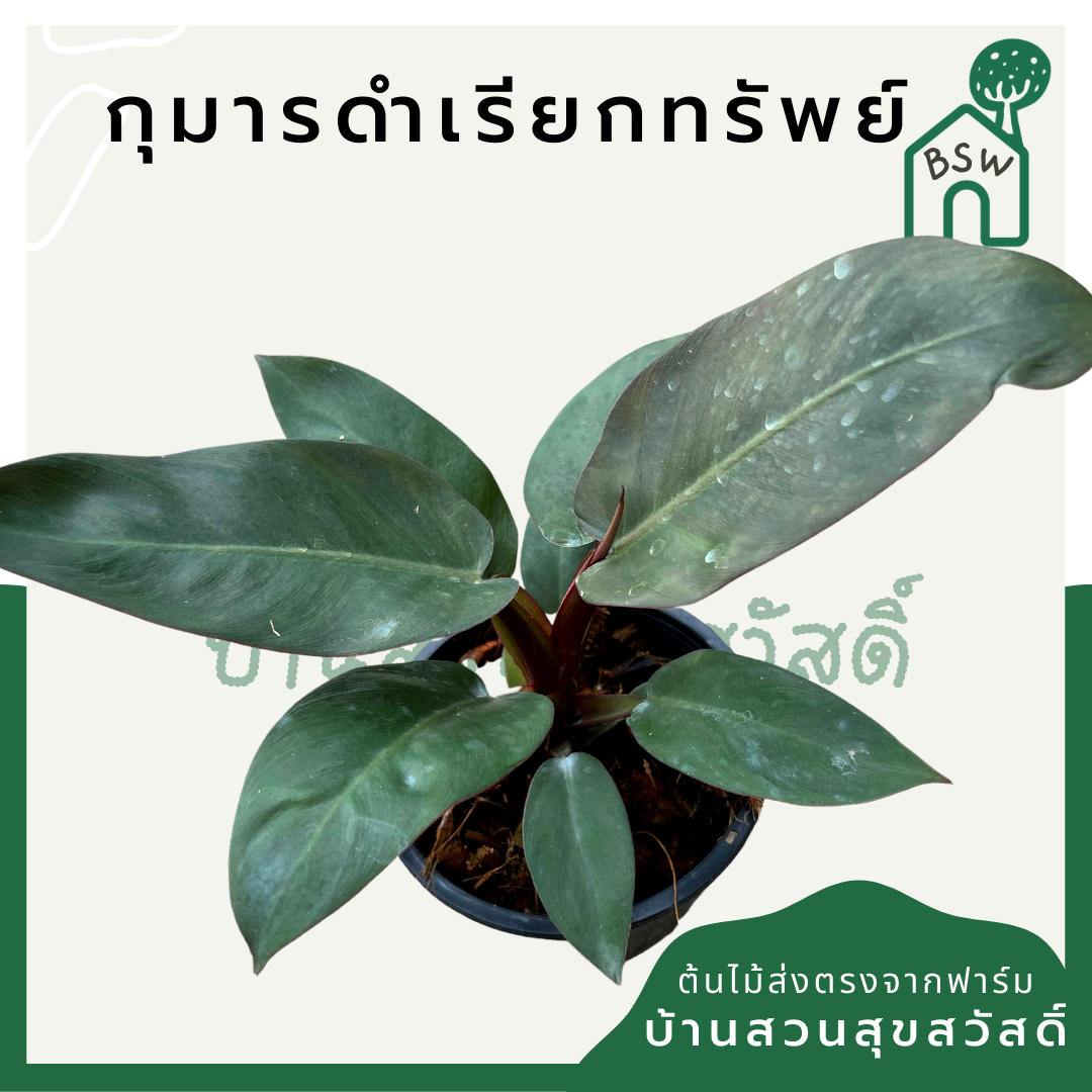 กุมารดำเรียกทรัพย์ (Aglaonema 'Kumarn Dam') ไม้มงคลในกระถางพร้อมตั้ง