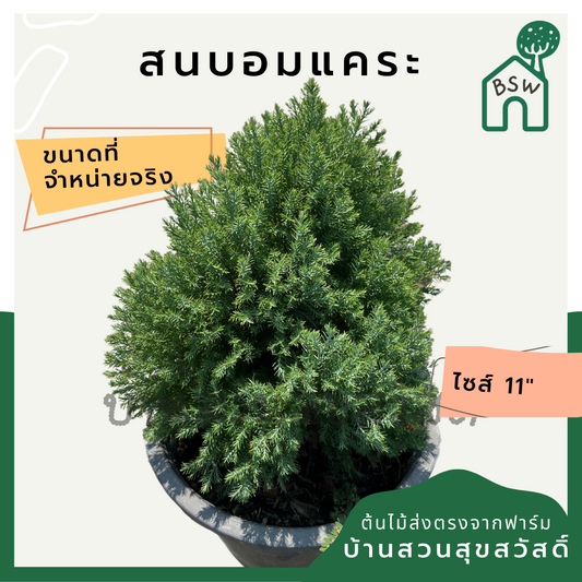 สนบอมแคระ กระถาง 11 นิ้ว