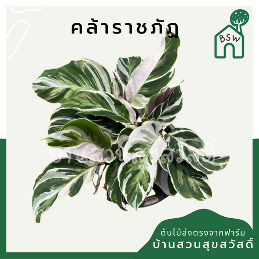 ต้นคล้า ราชภัฎ ส่งพร้อมกระถาง 5-6 นิ้ว ลายสวยหายาก