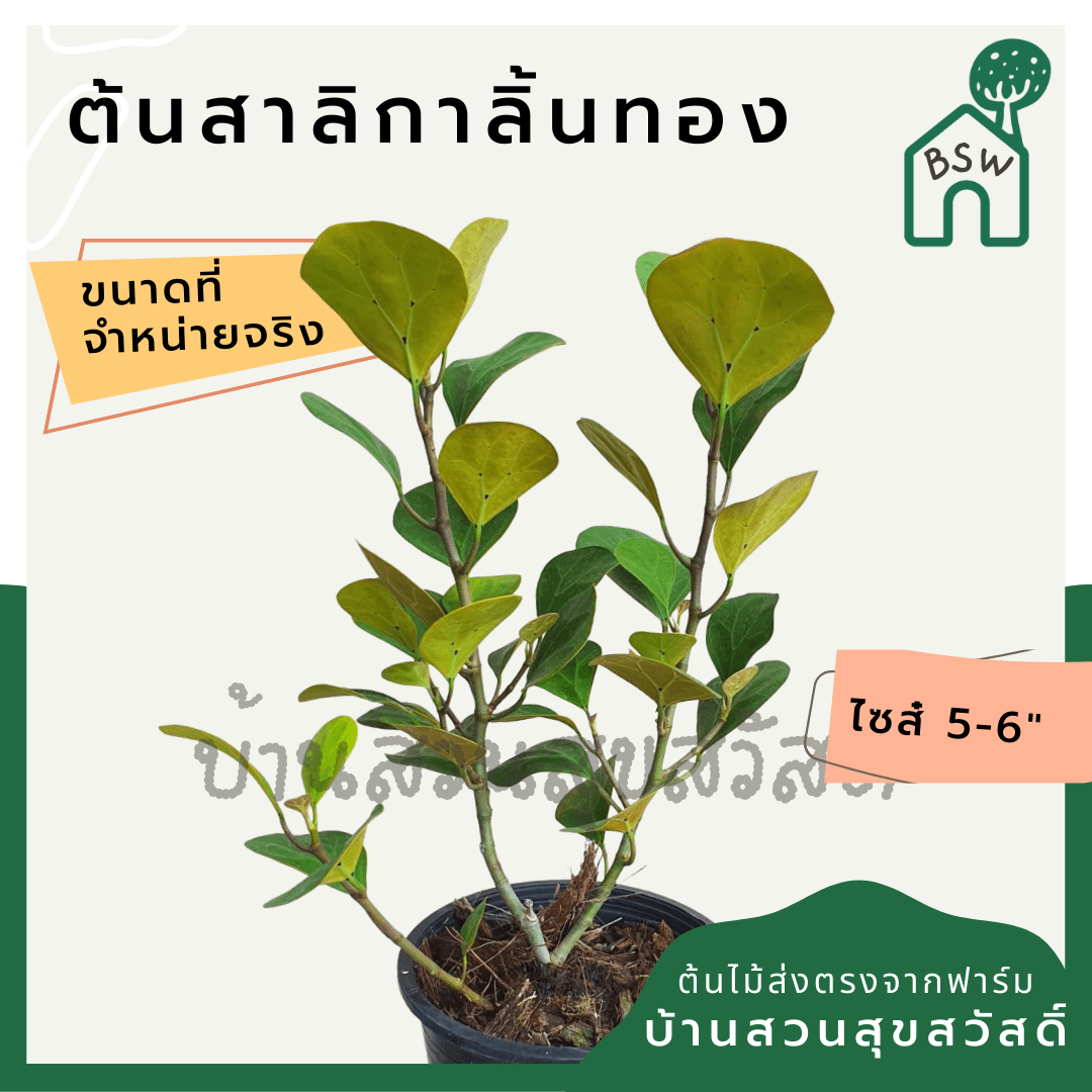 สาลิกาลิ้นทอง (Ficus Annulata 'Variegata') ไม้มงคลในกระถาง 5 - 6 นิ้ว - Pamathegardener