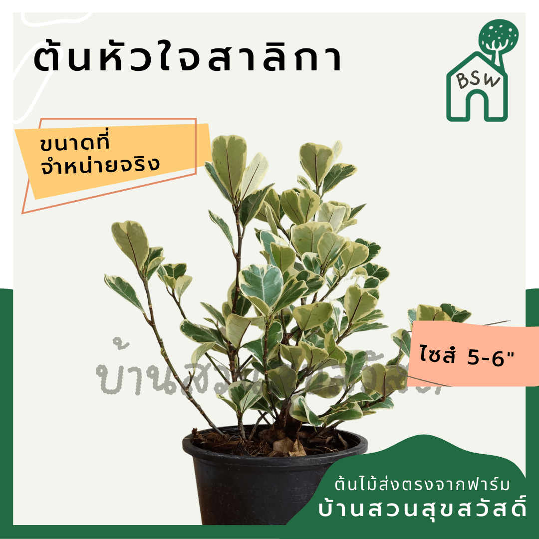 หัวใจเศรษฐี (Ficus Deltoidea) ไม้มงคลใบลายในกระถาง 5 - 6 นิ้ว - Pamathegardener
